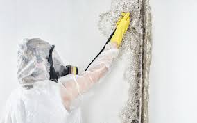 Best Environmental Consulting for Mold Prevention  in Fulshear, TX